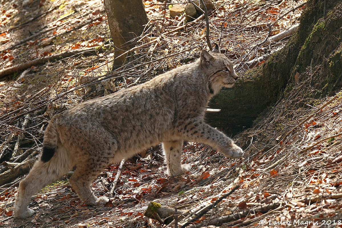 Lynx