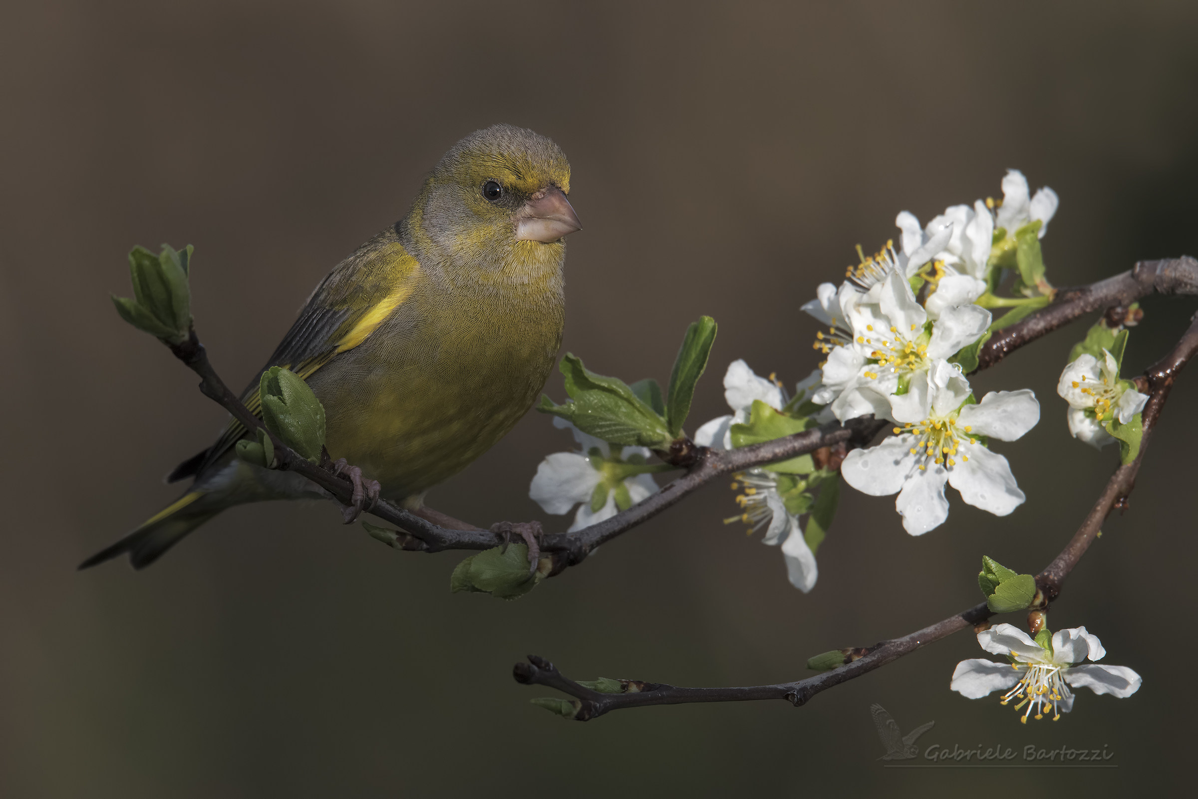 ... Ray of light ...