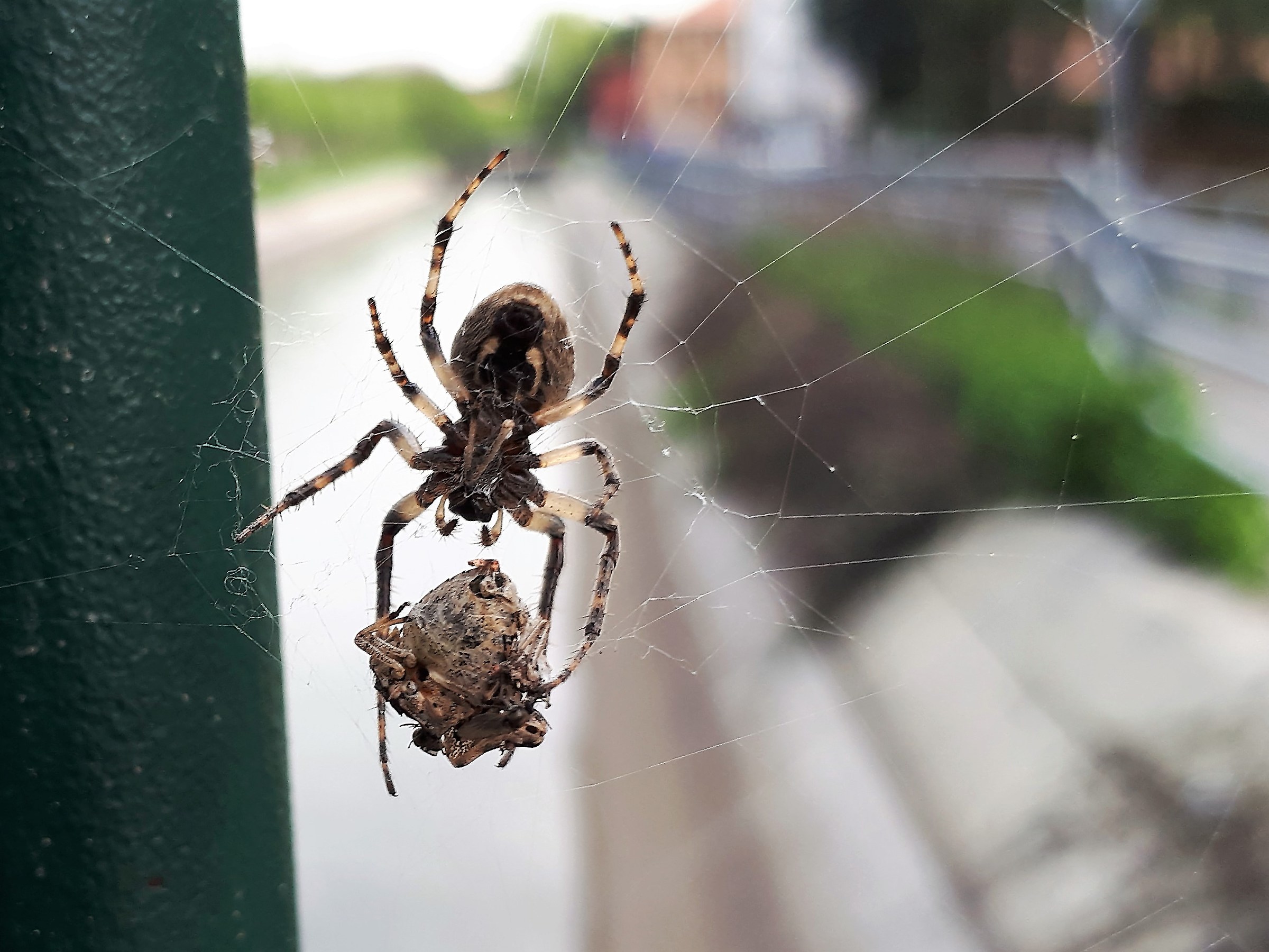 Ragno che imprigiona la sua preda