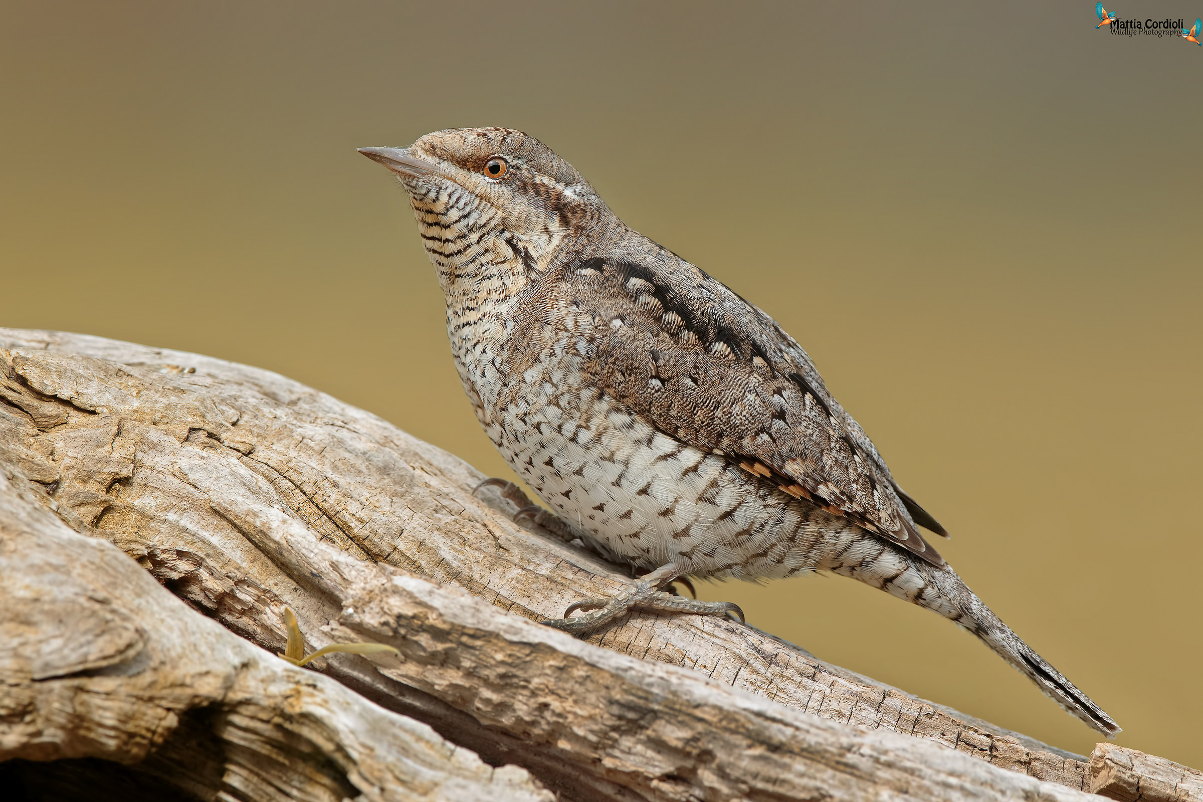 Baciato dal sole....