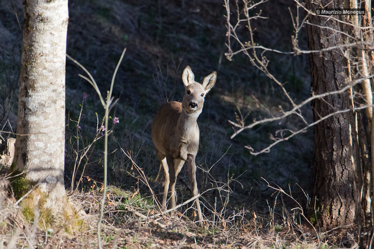 Coming from the forest