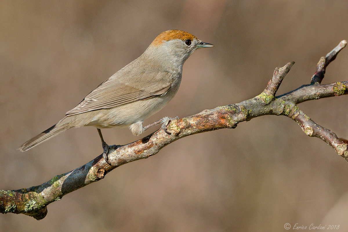 Female blackcap (Sylvia atricapilla)