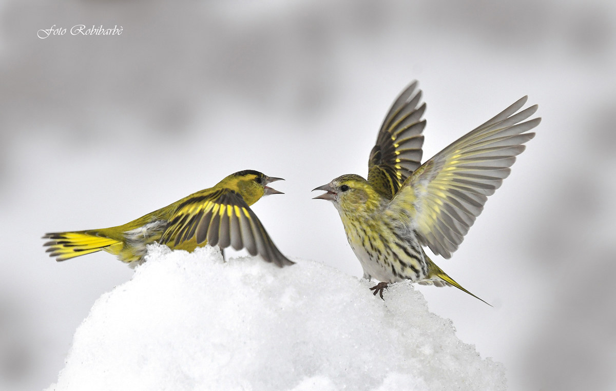 The usual quarrels ...