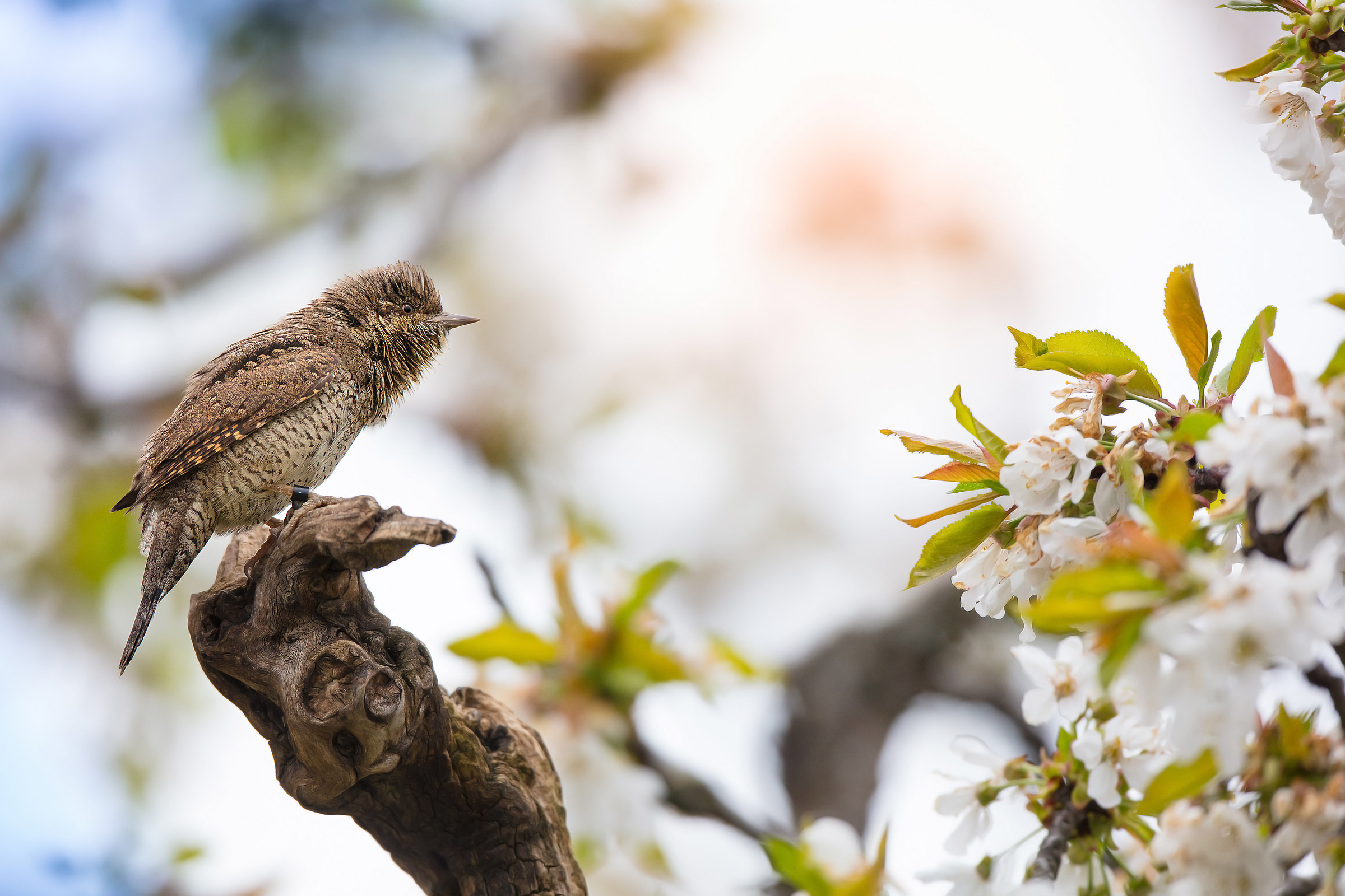 He came back a stiff neck