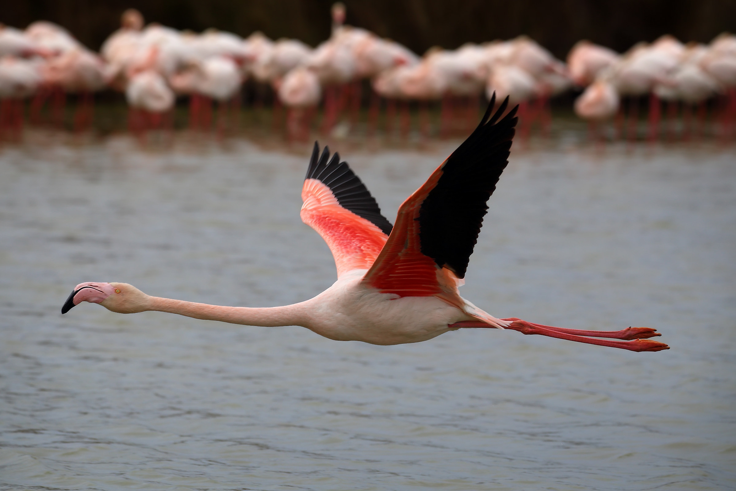 Flamingos-Camargue