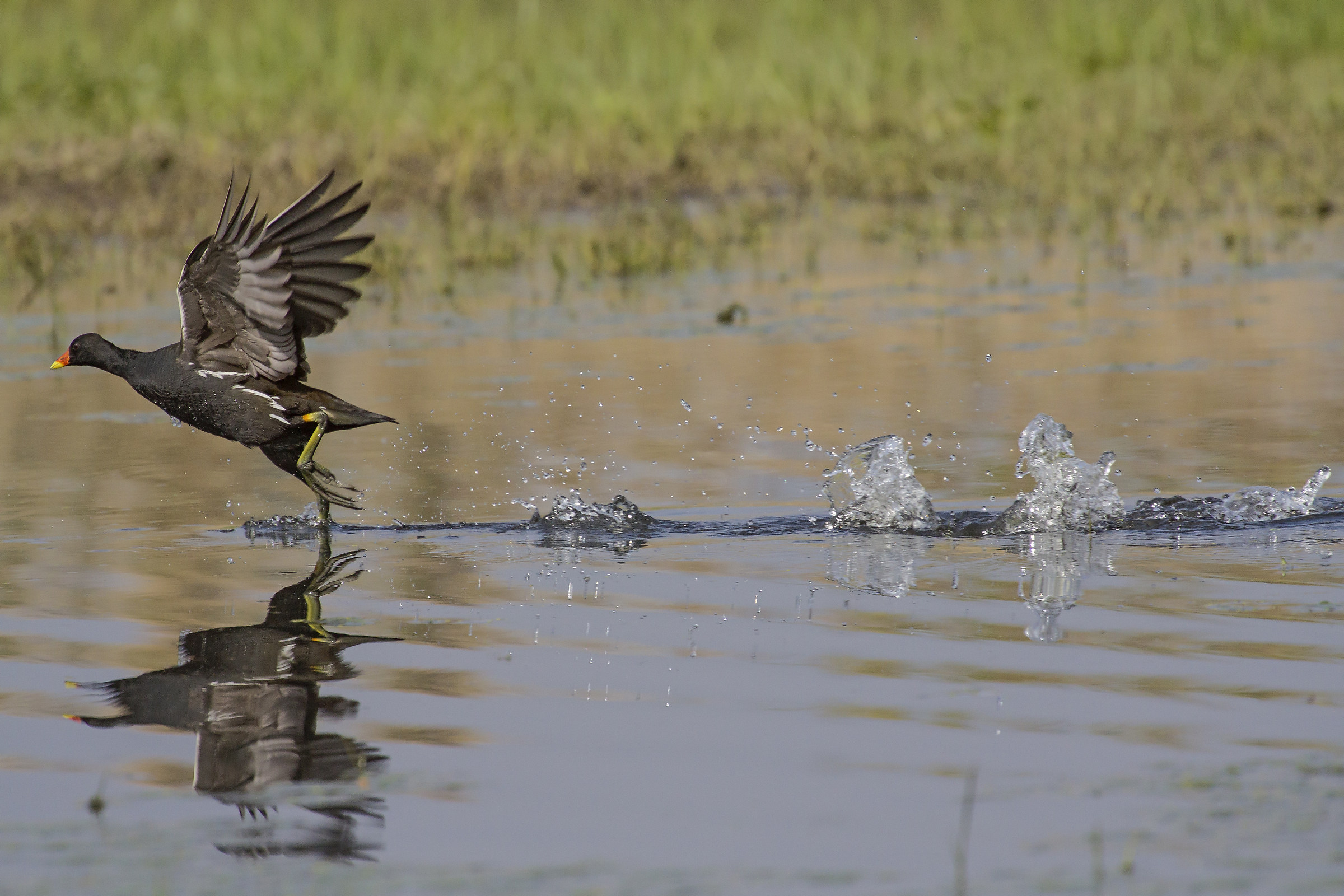 Common Moorhen