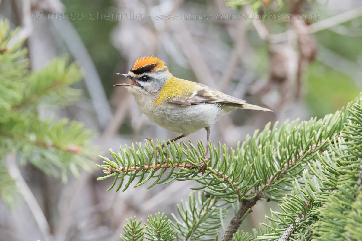 Firecrest (Regulus ignicapillus)