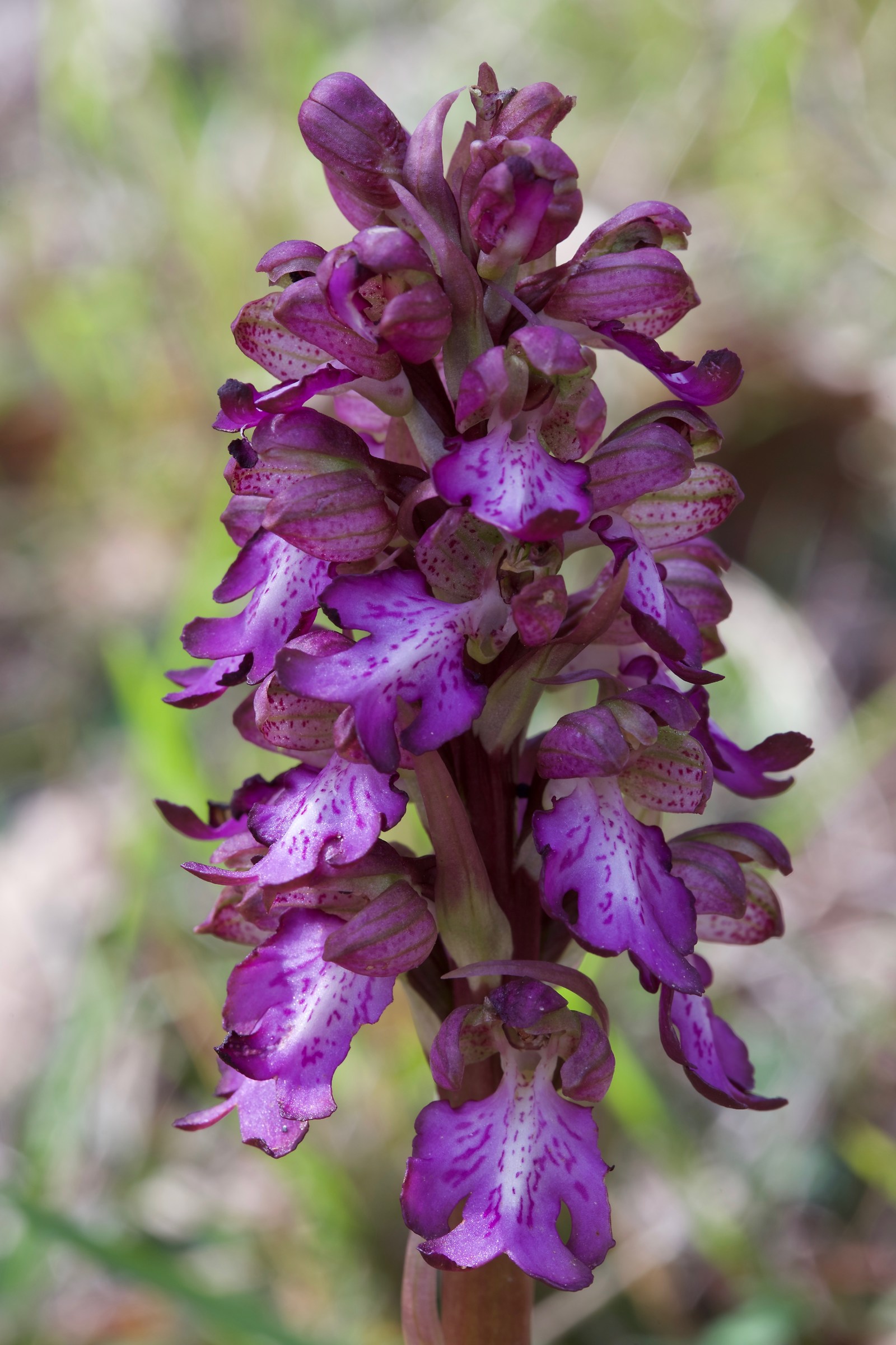 Barlia robertiana (Himantoglossum robertianum)