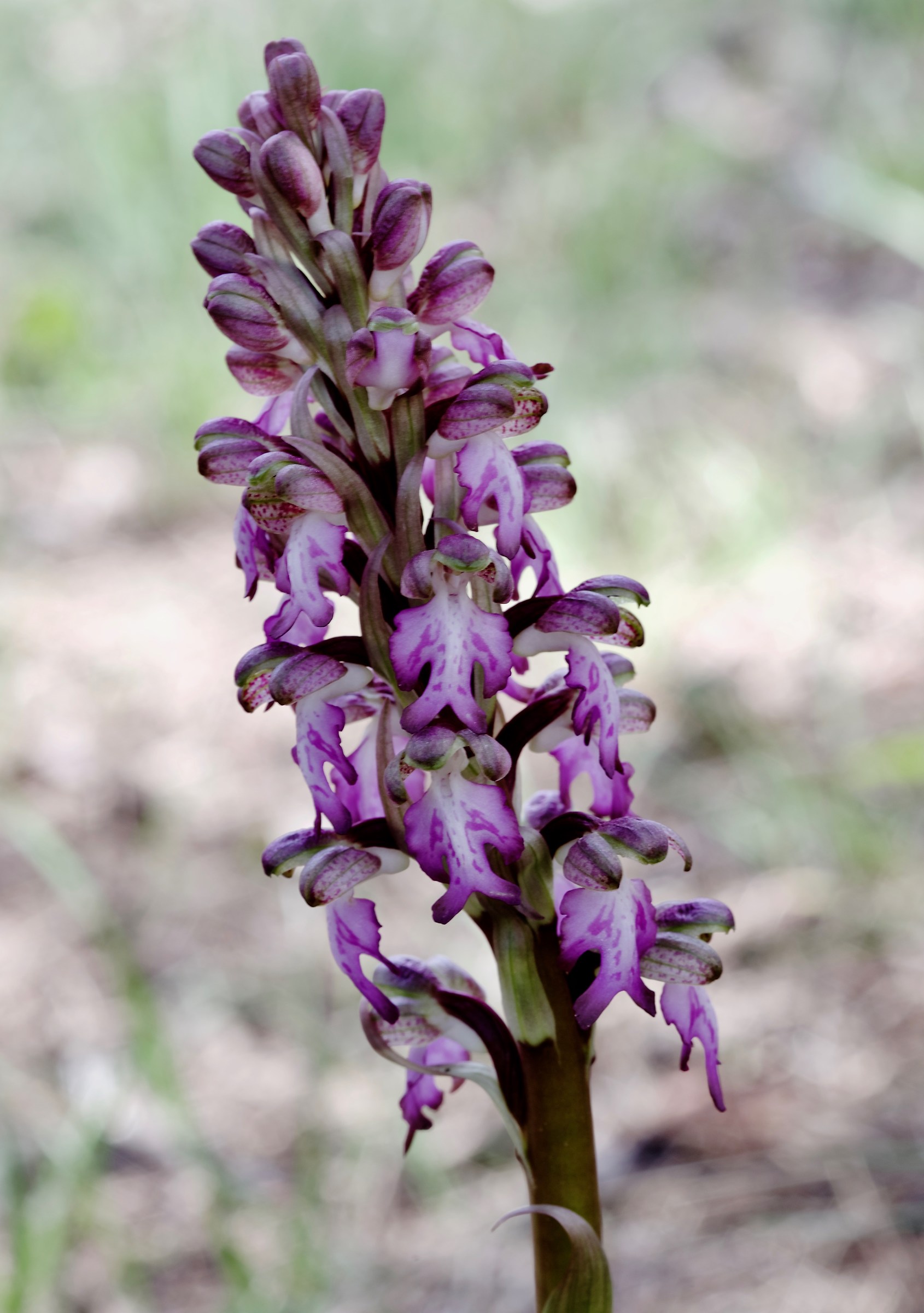 Barlia robertiana (Himantoglossum robertianum)