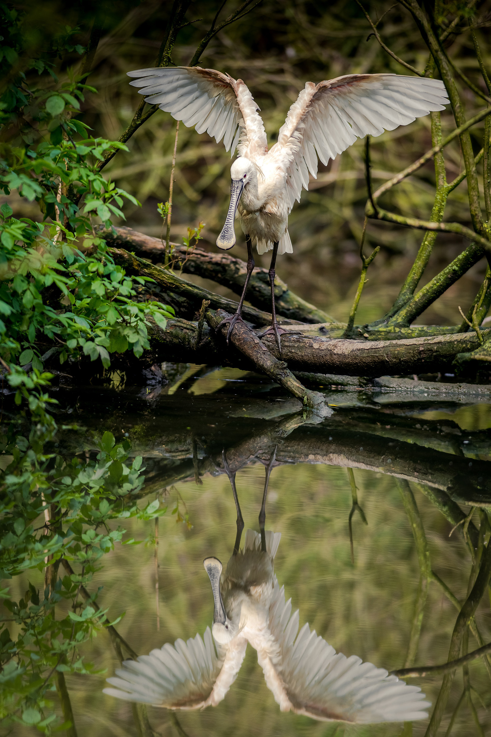 Il riflesso della Spatola