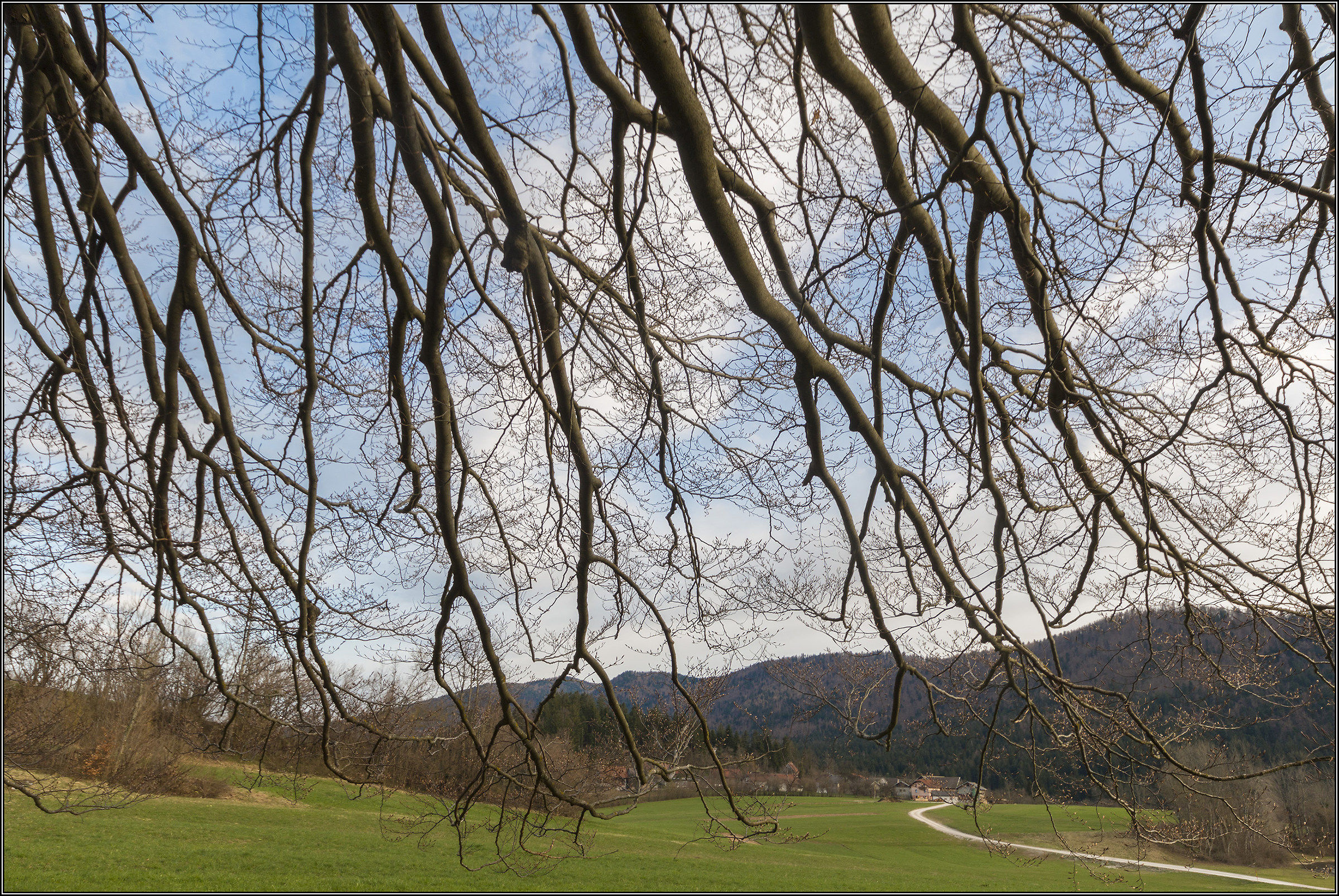 sotto il vecchio faggio