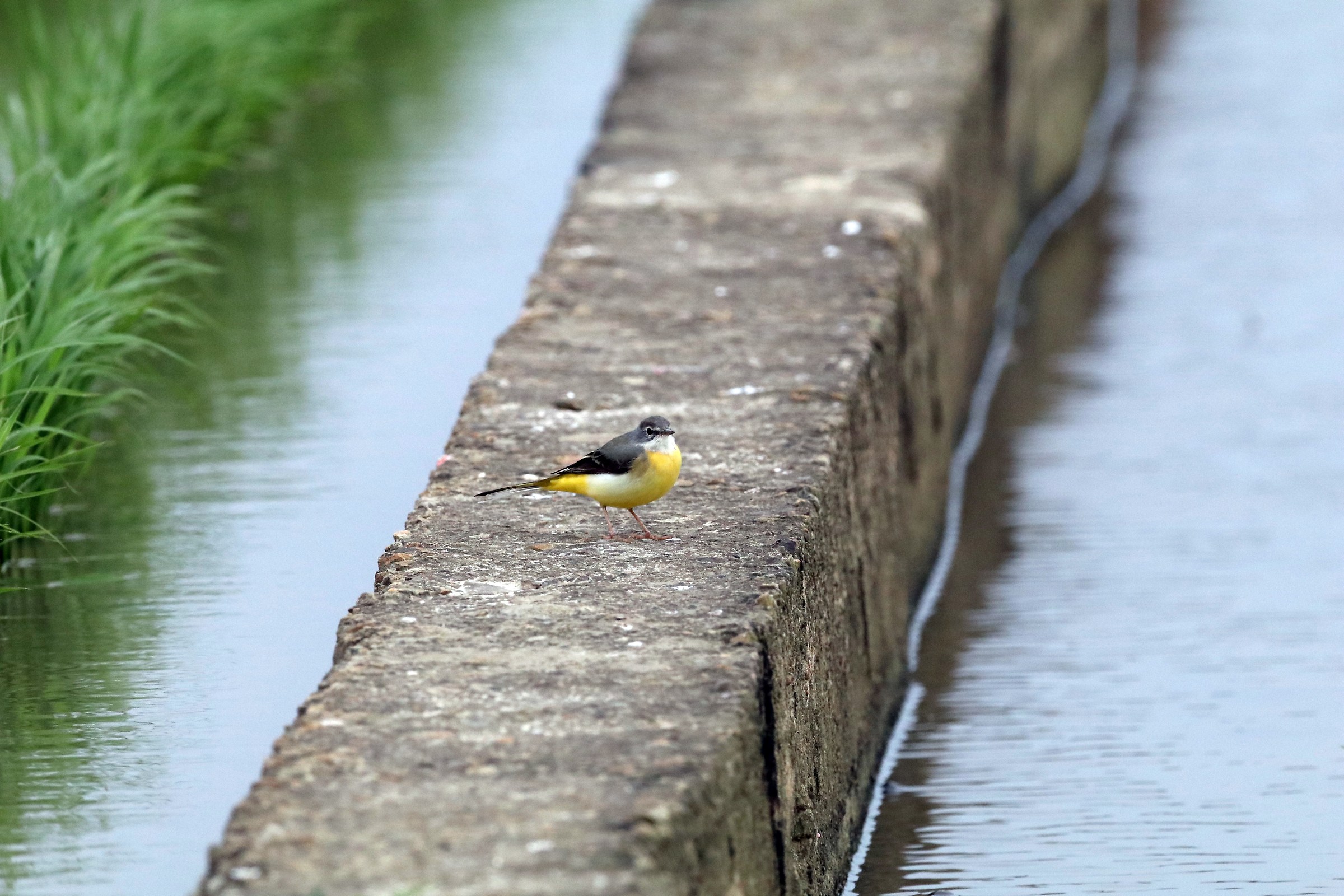 Gray Wagtail