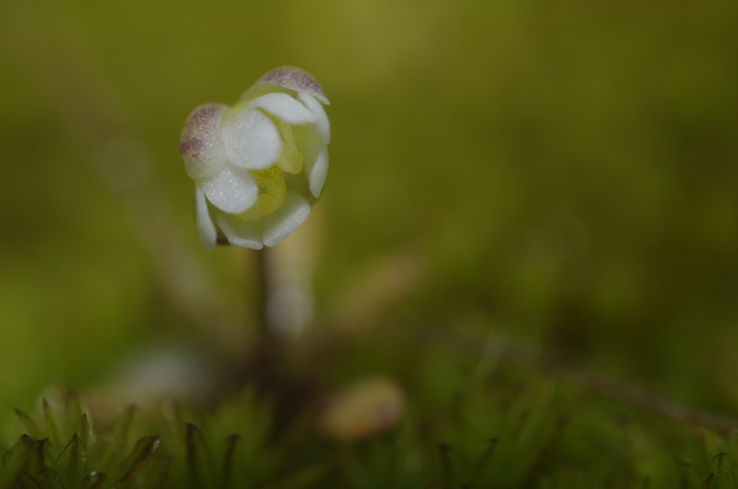 Flower in the MOSS