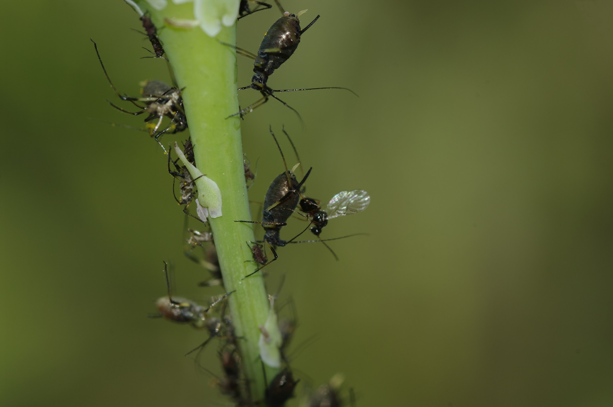 Imenottero parassitoide