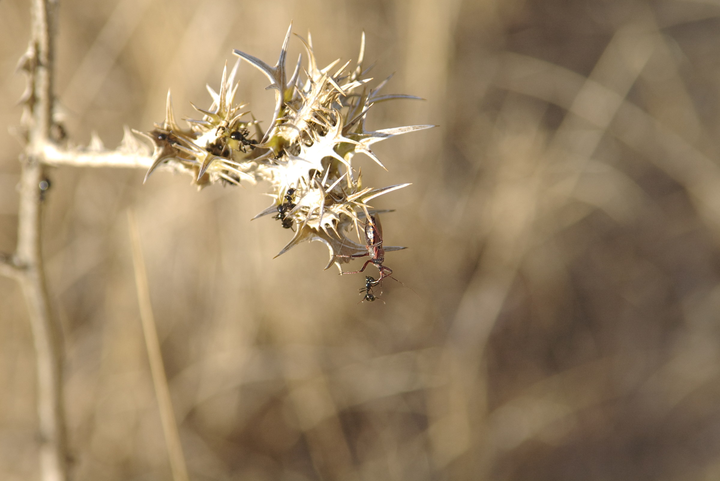 Eterottero that gripped an Ant