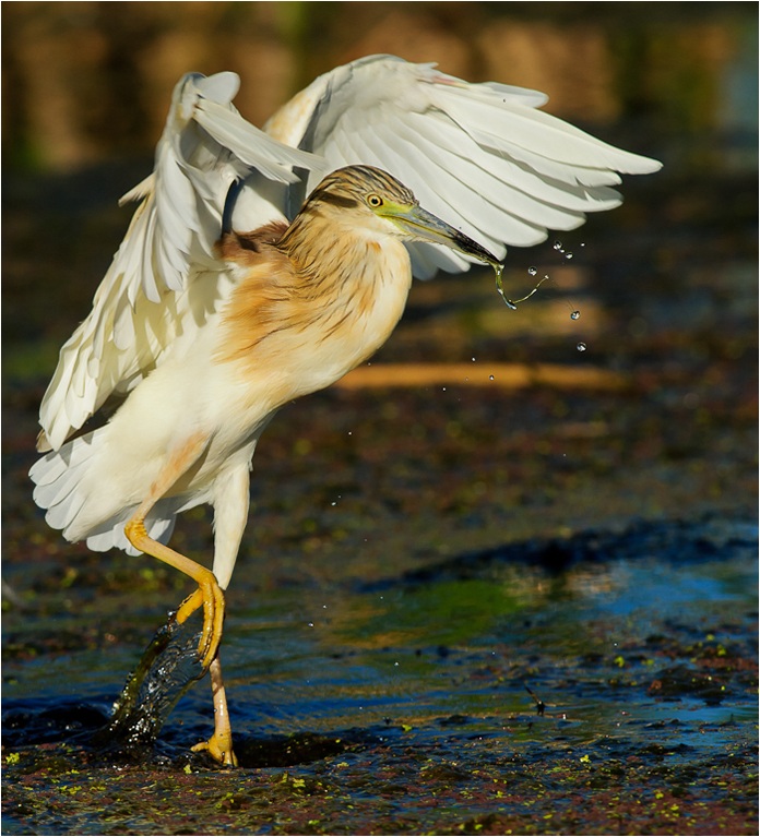 Squacco Heron