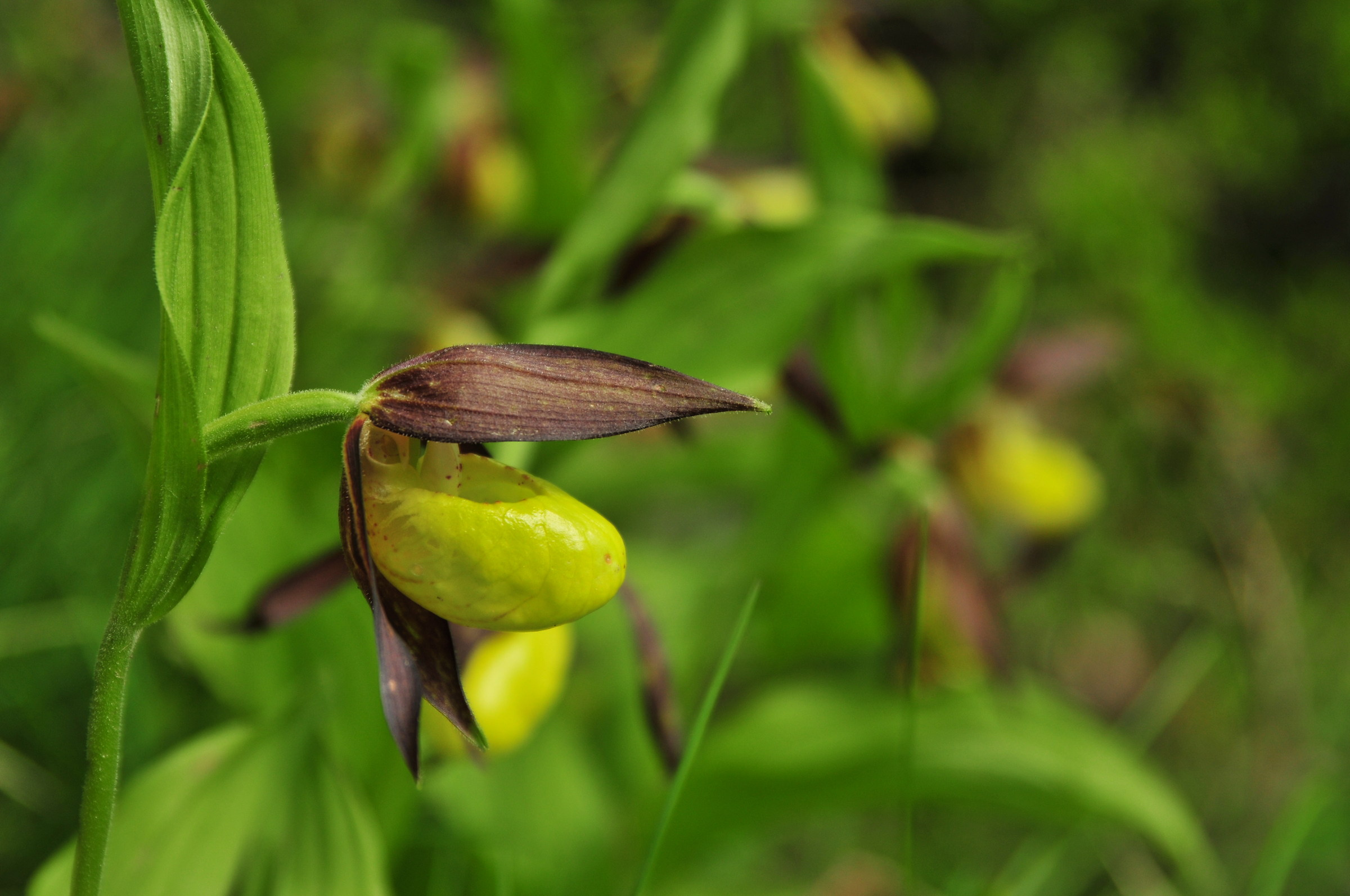 Lady's Slipper