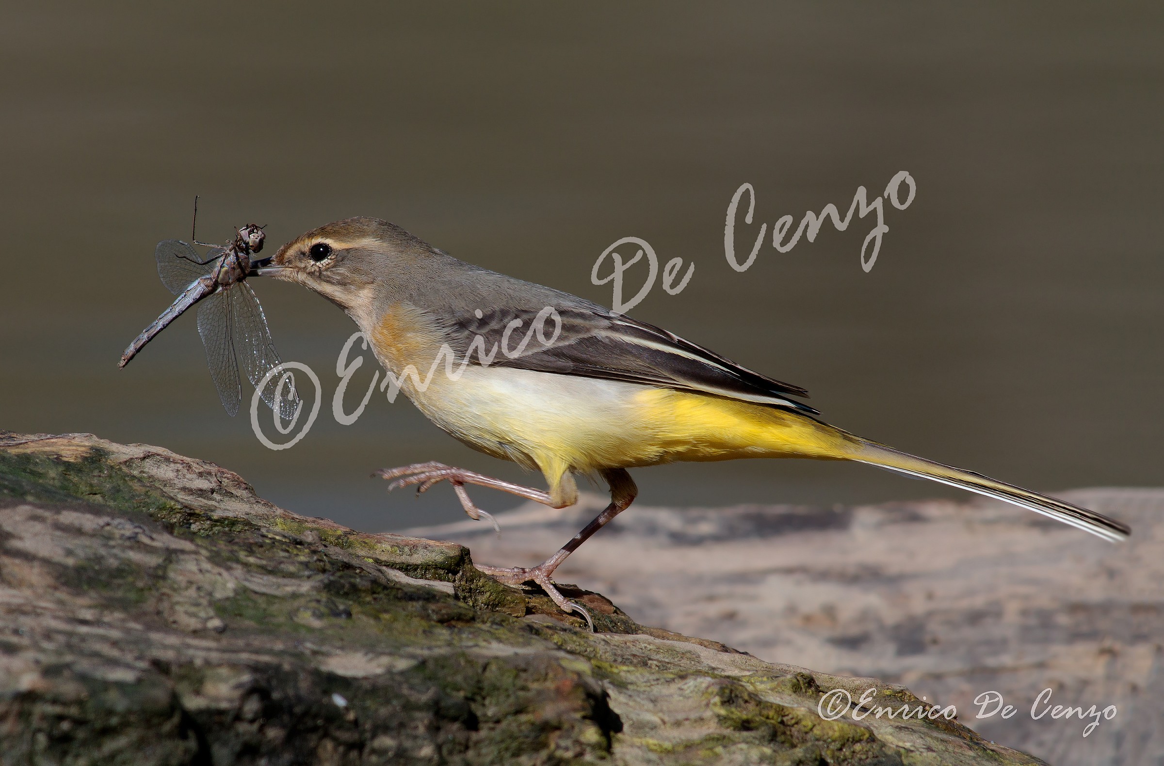 Wagtail