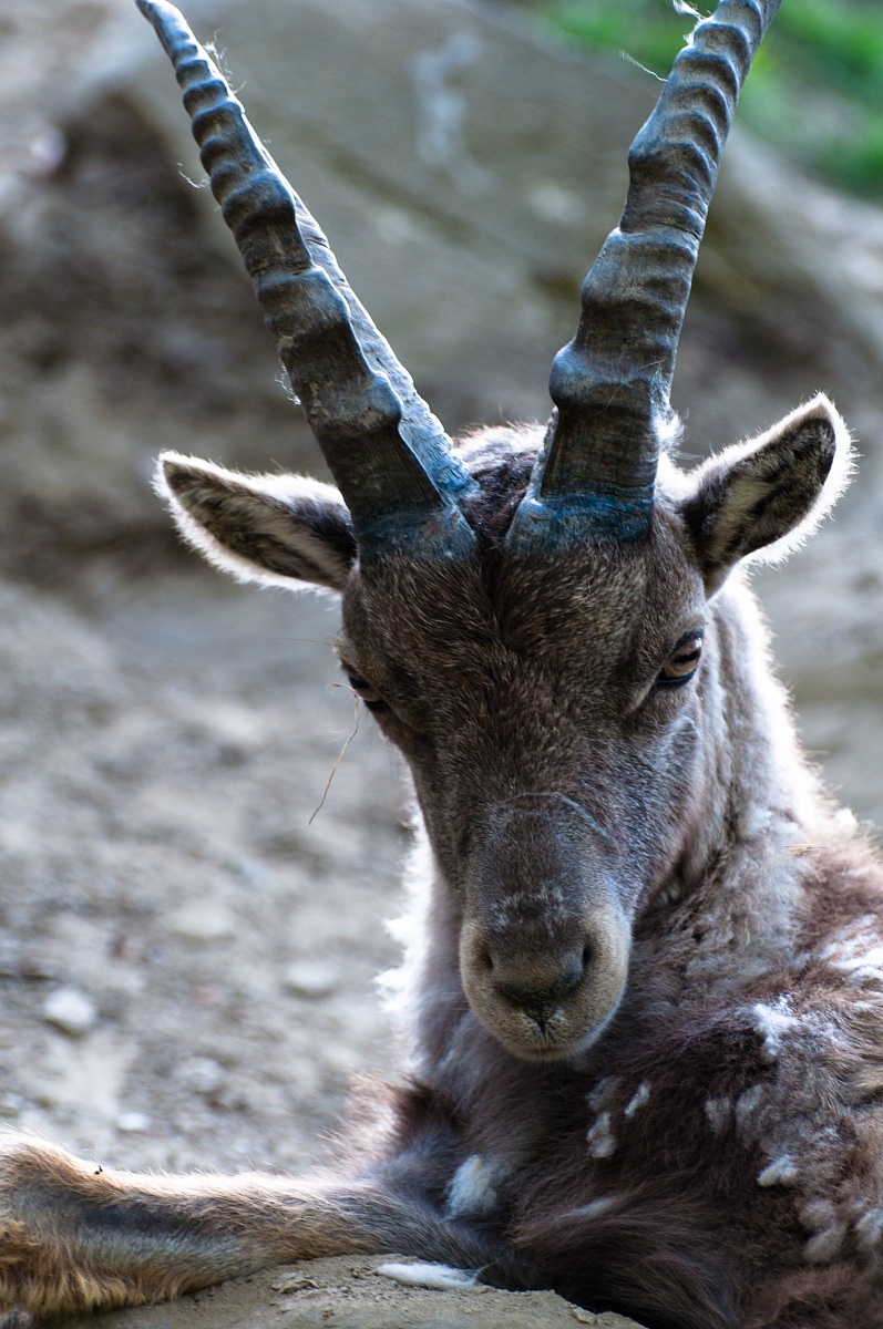 Capra Ibex (Foto scattata in cattività)