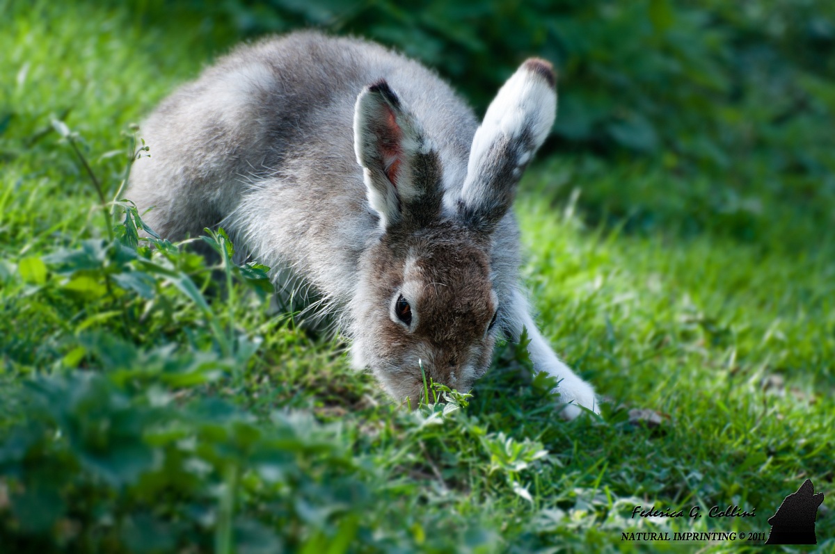 Lepus Timidus (Foto scattata in cattività)