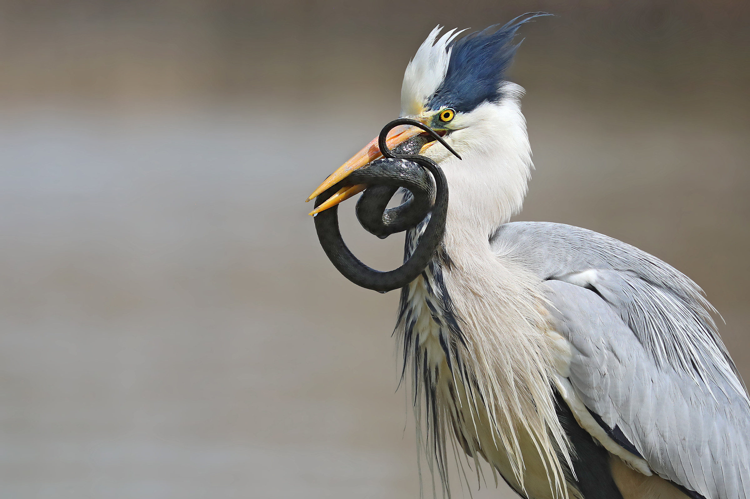 Heron with rat snake