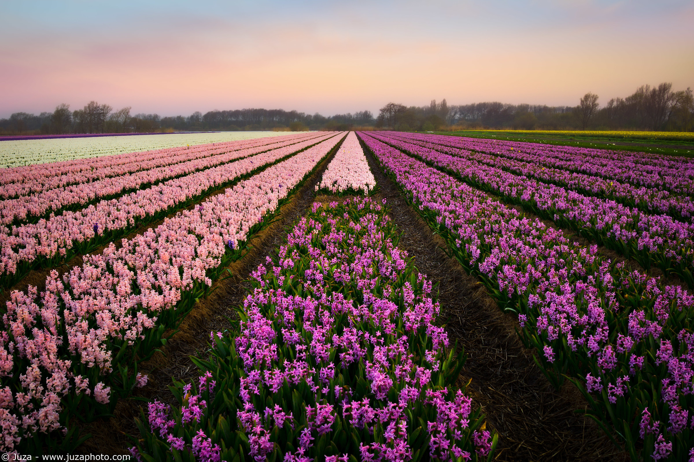 Campi di giacinti all'alba