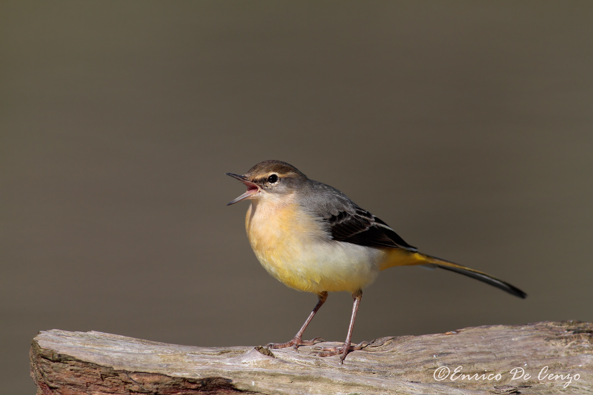 Wagtail
