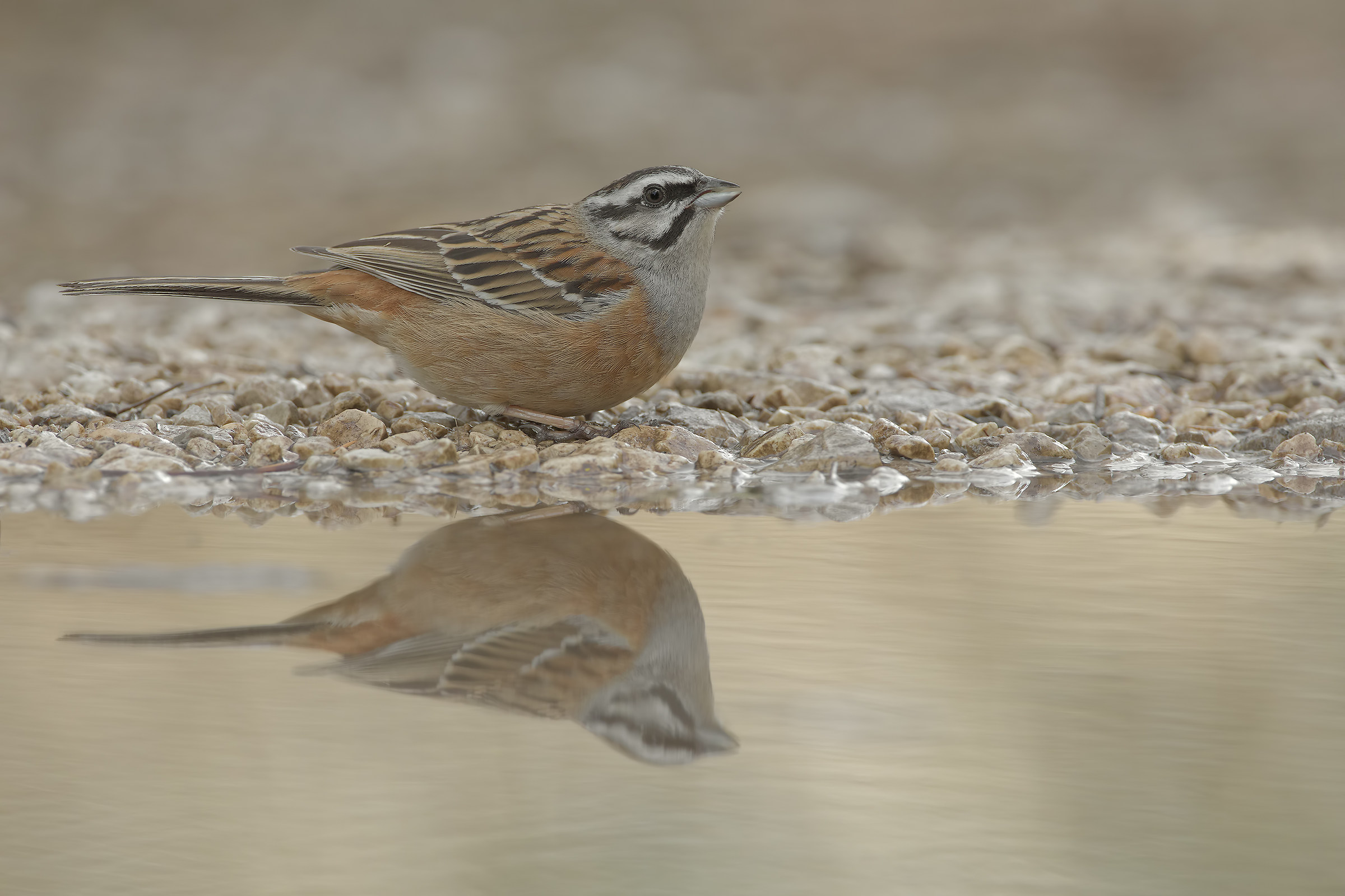 Rock Bunting