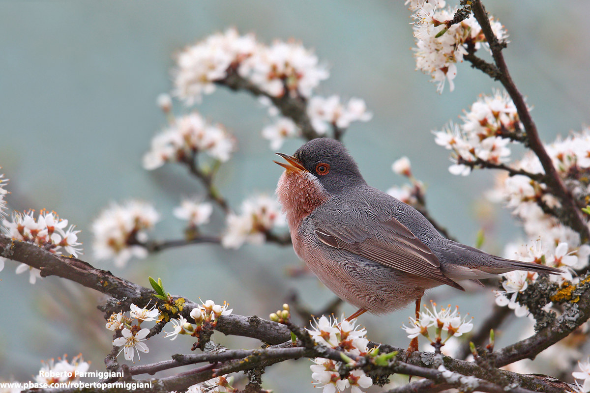 "Miniature" with subalpine