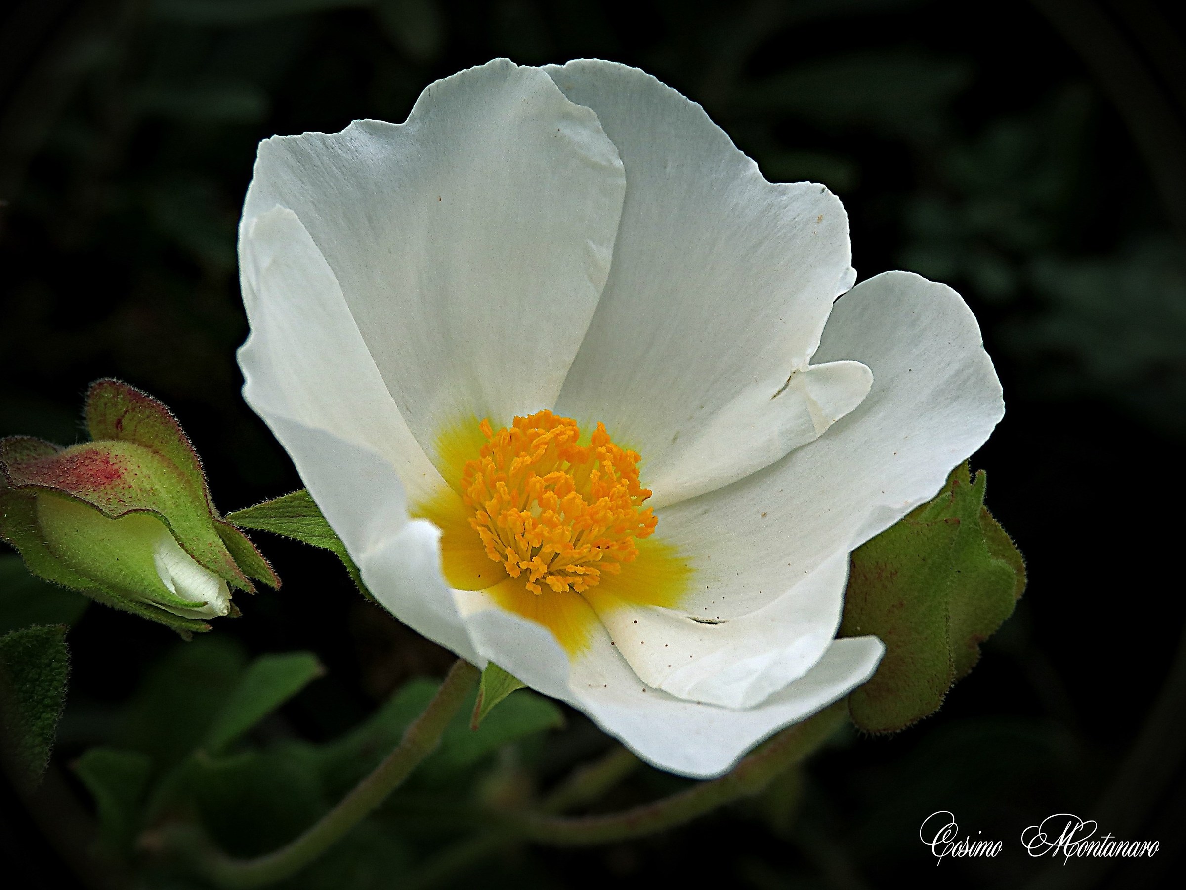 Cistus salviifolius L.