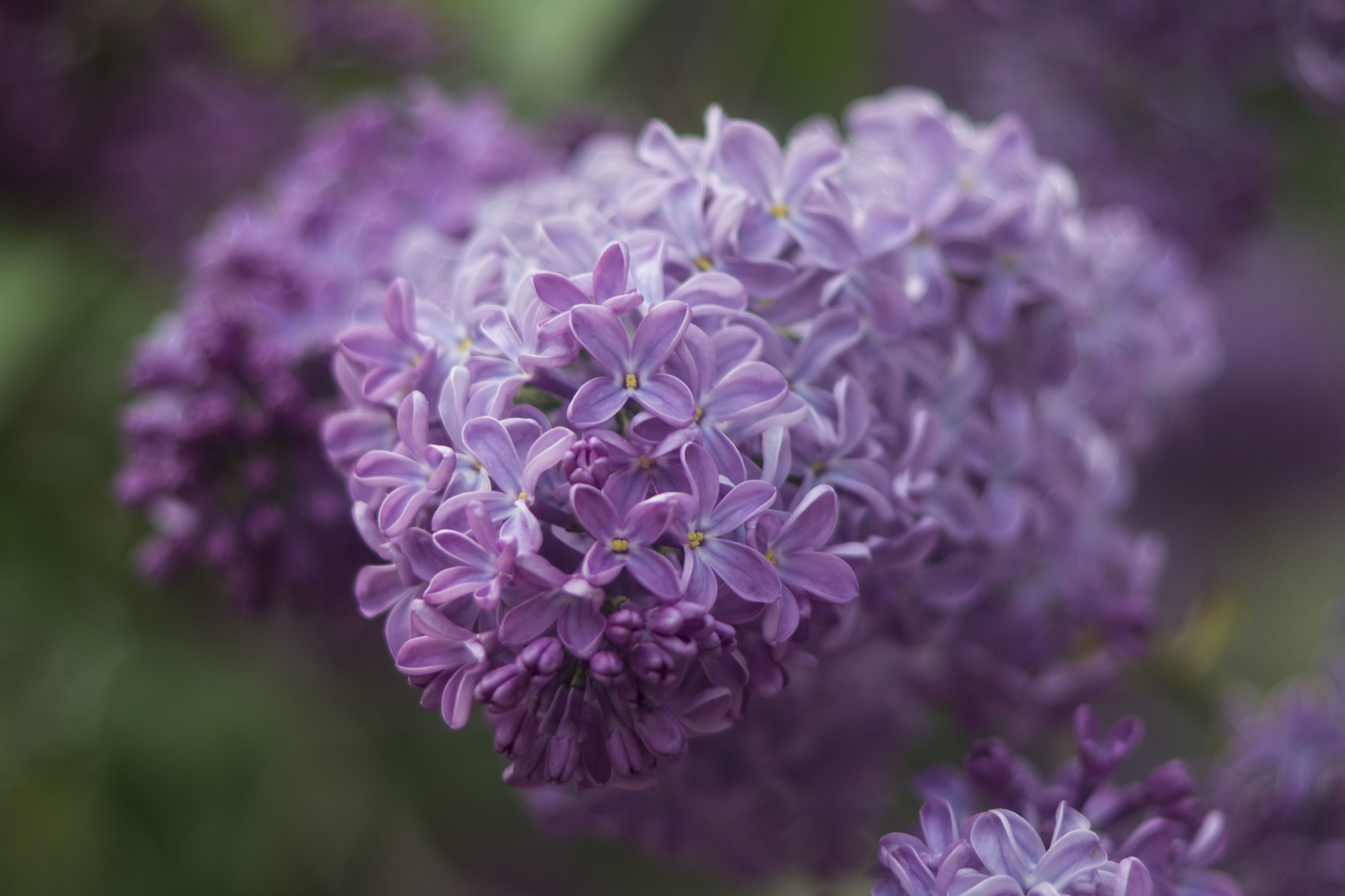 LILACS