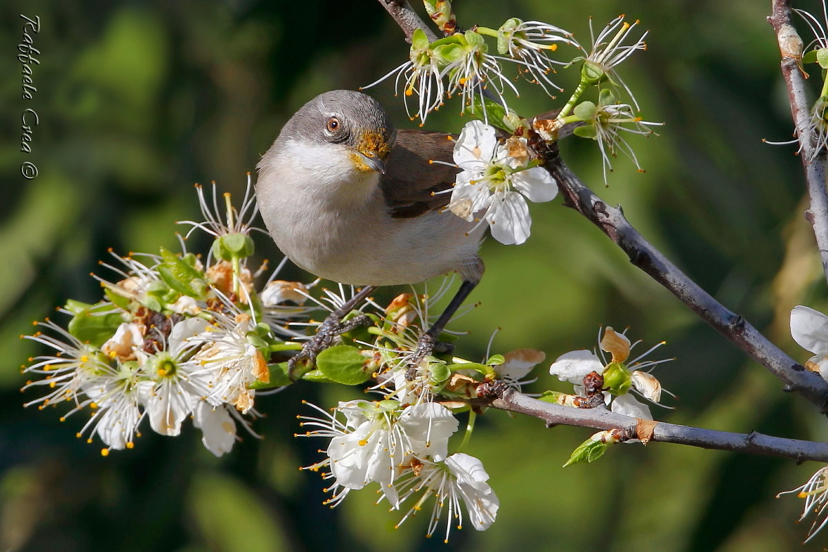 Lesser Whitethroat