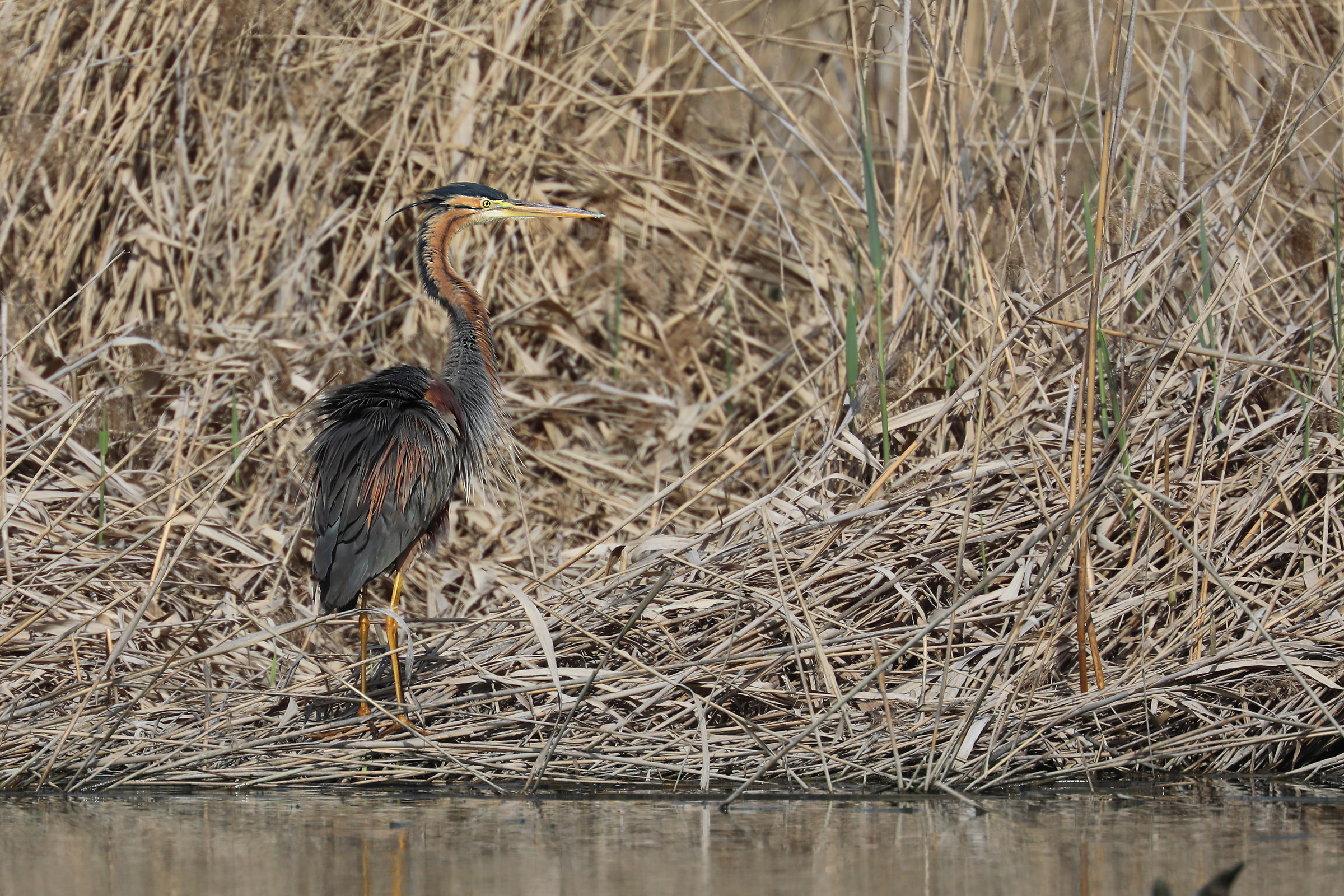 Purple Heron