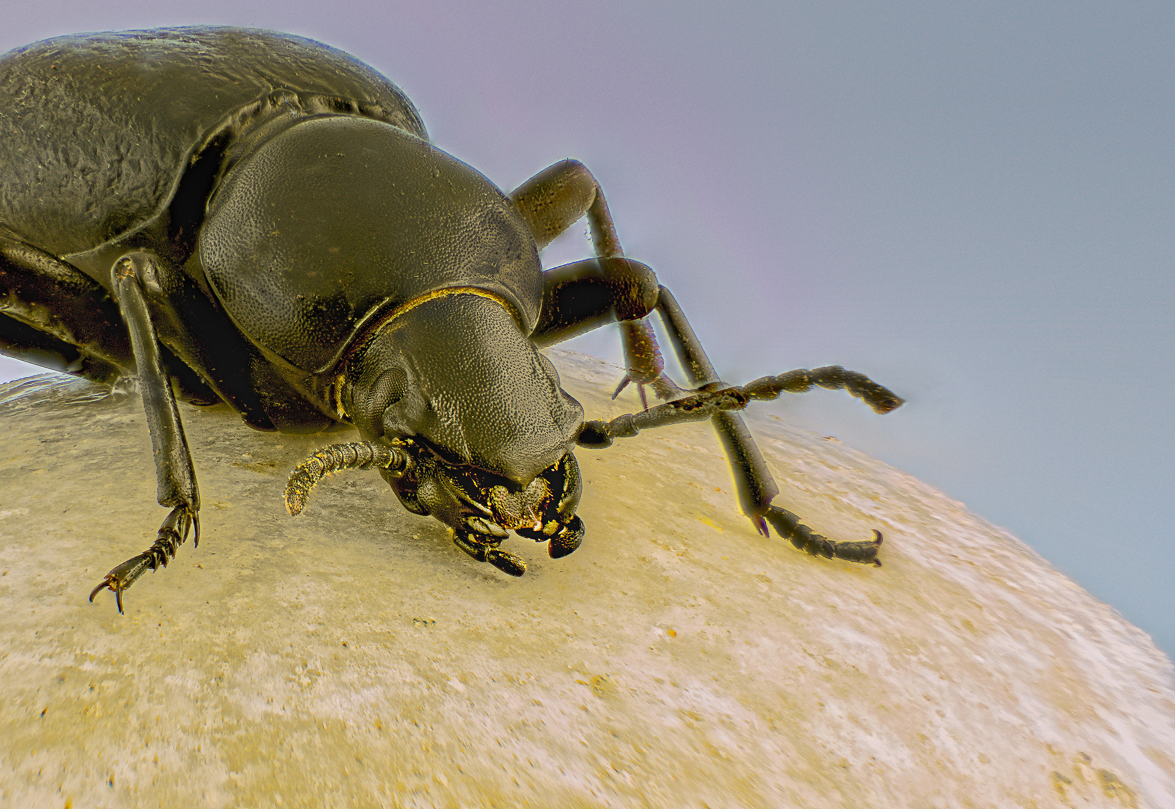 Tentyria sp Tenebrionidae