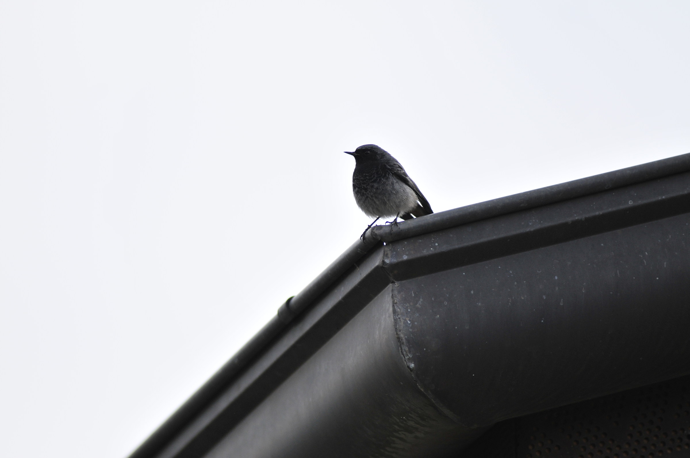 Codirosso spazzacamino