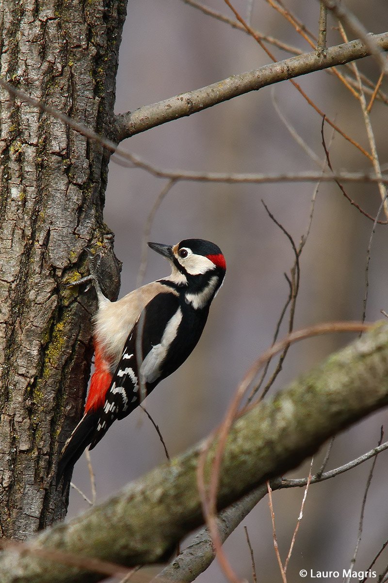 Woodpecker