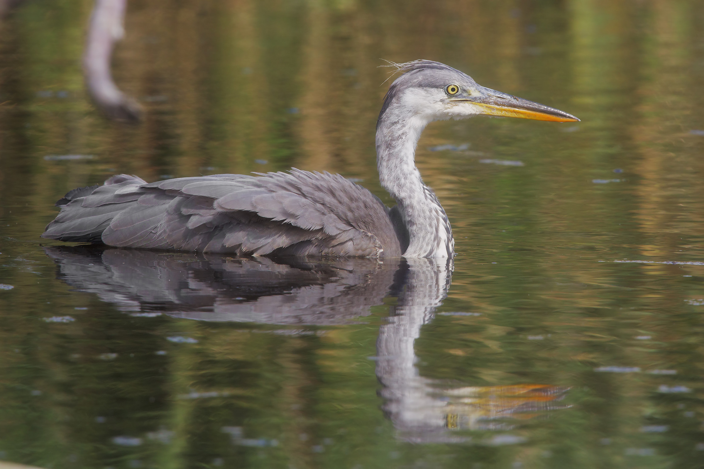 Cenerino galleggiante...