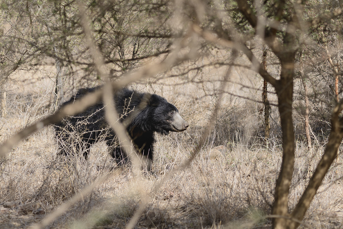 sloth bear