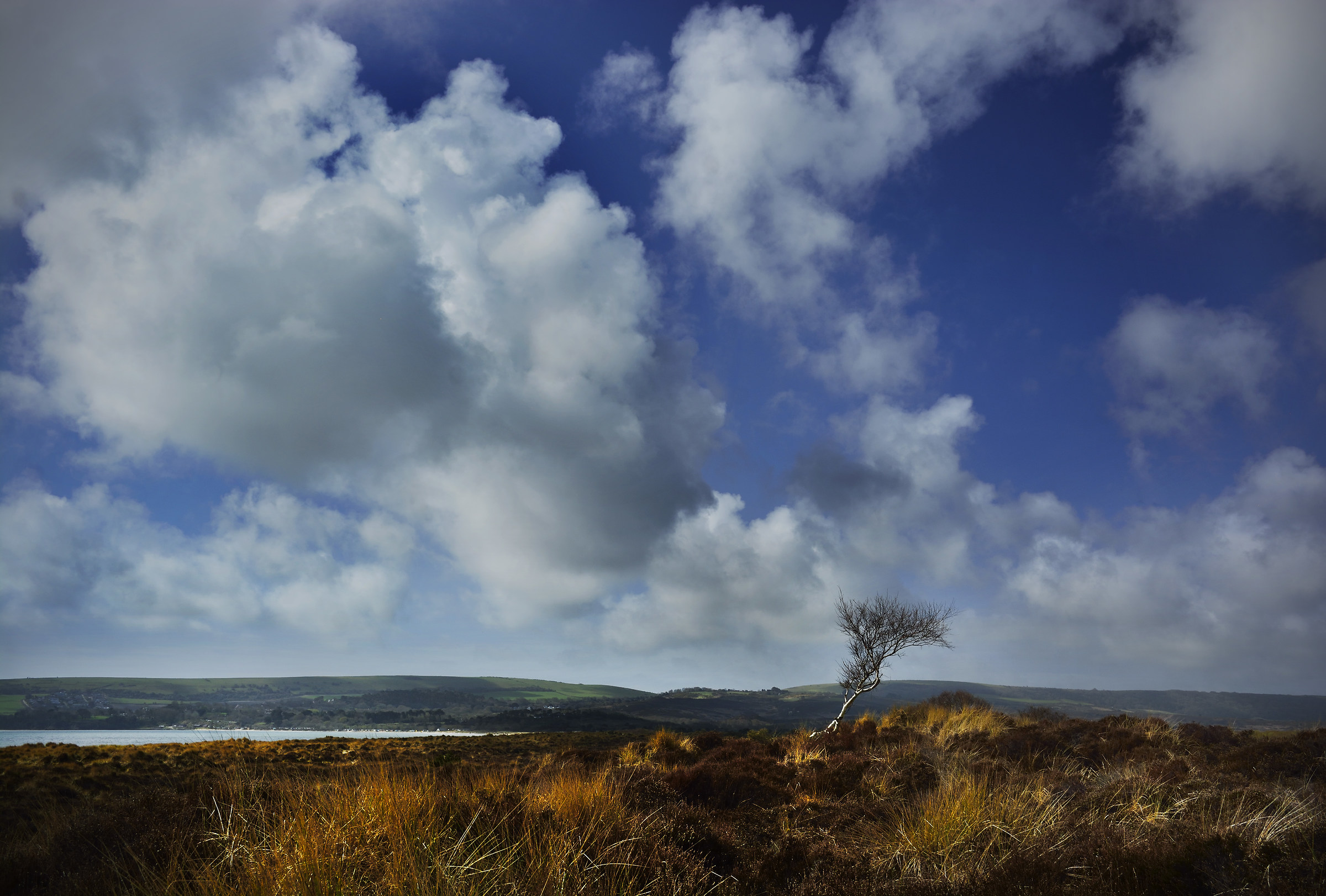 The Tree Near the Sea