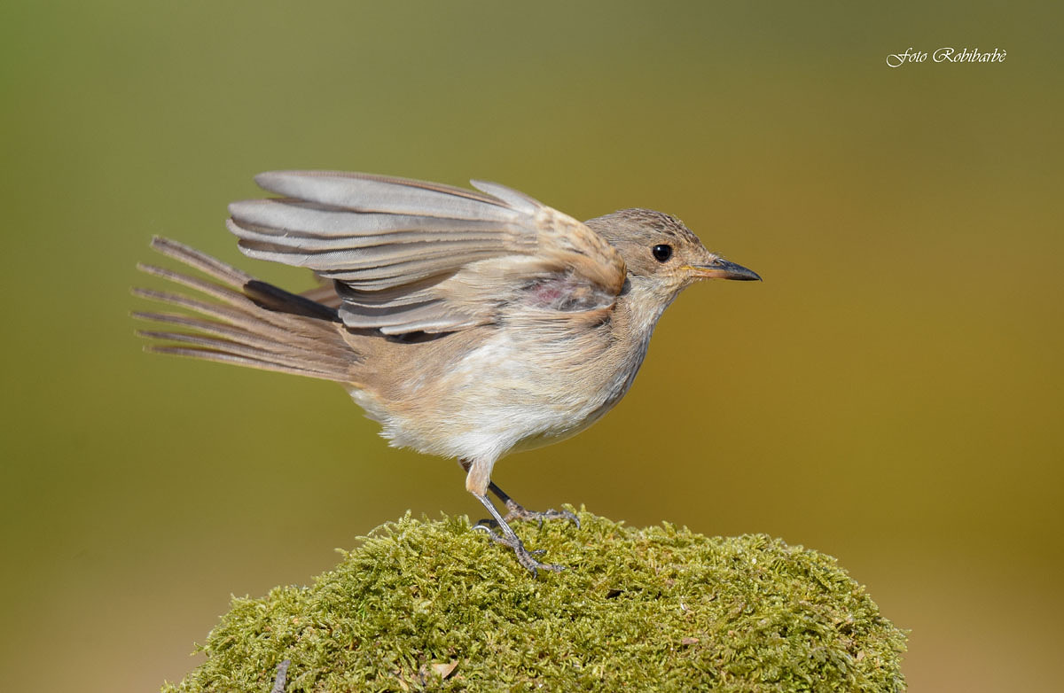 Piglia ... the flight ...