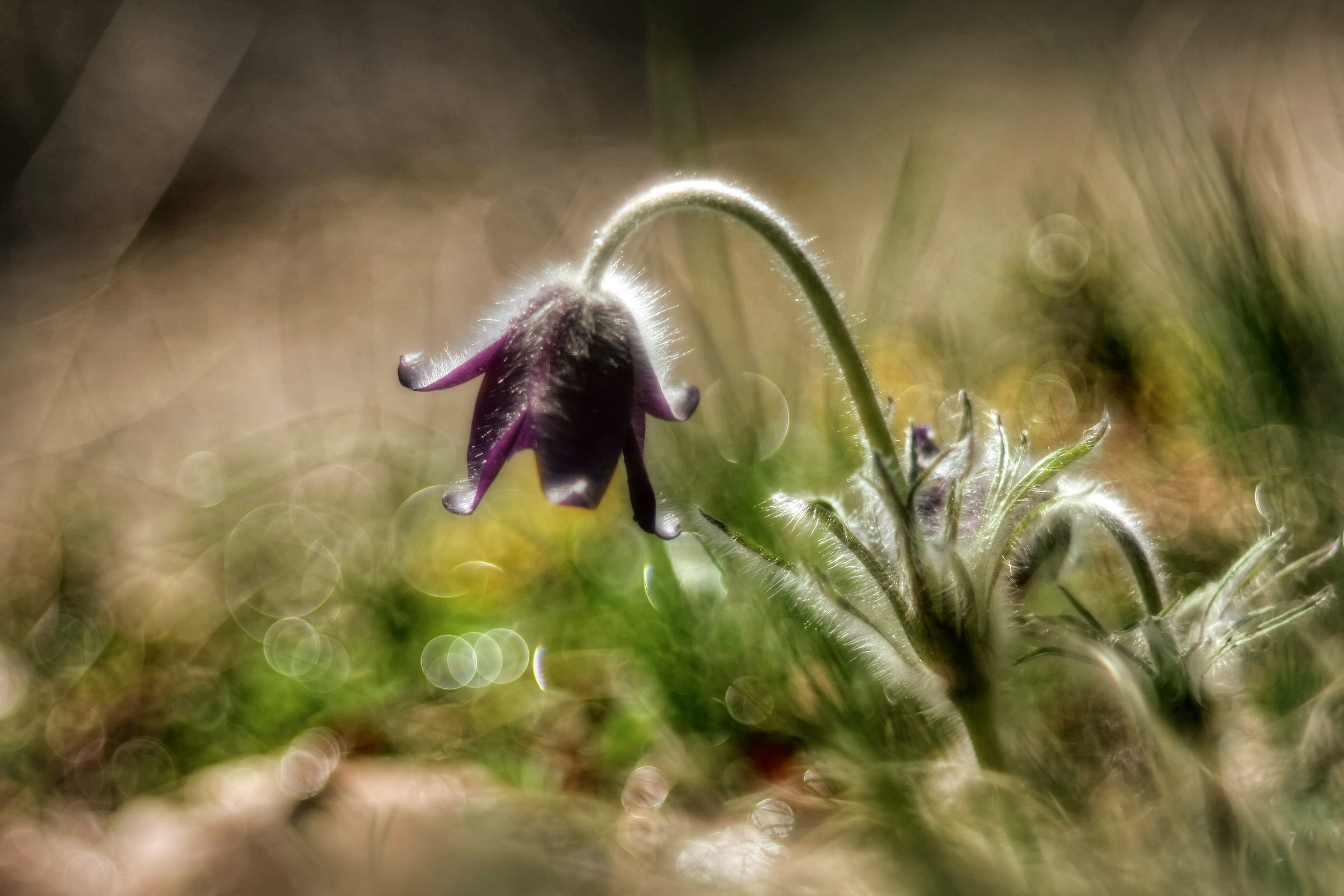 Pulsatilla pratensis