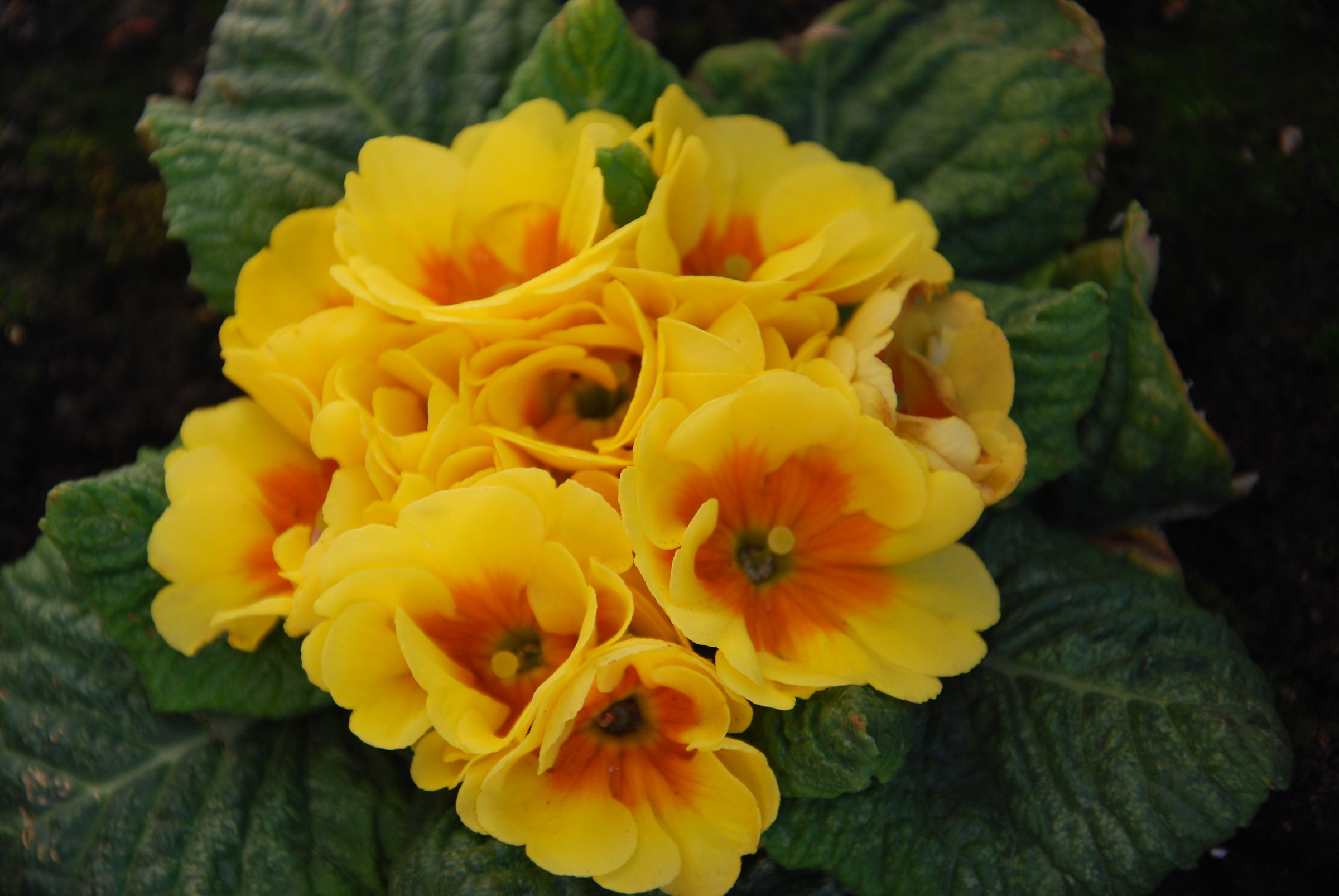Primula