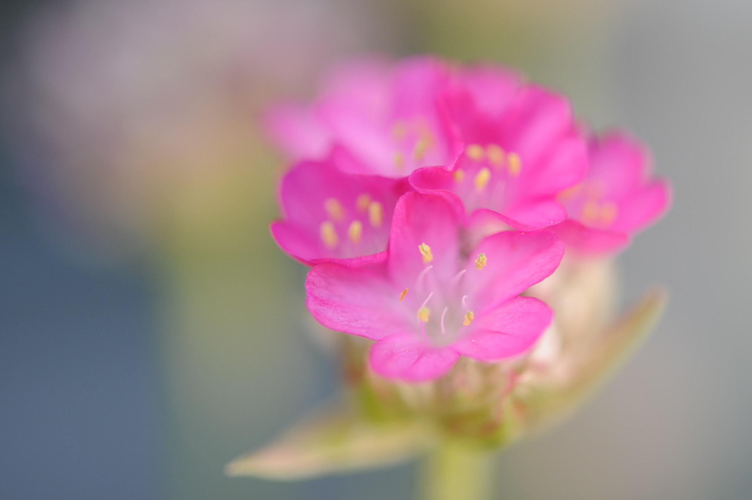 la delicatezza di un sogno