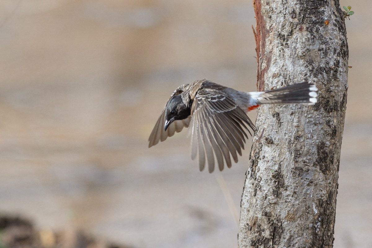 Red vented bulbul