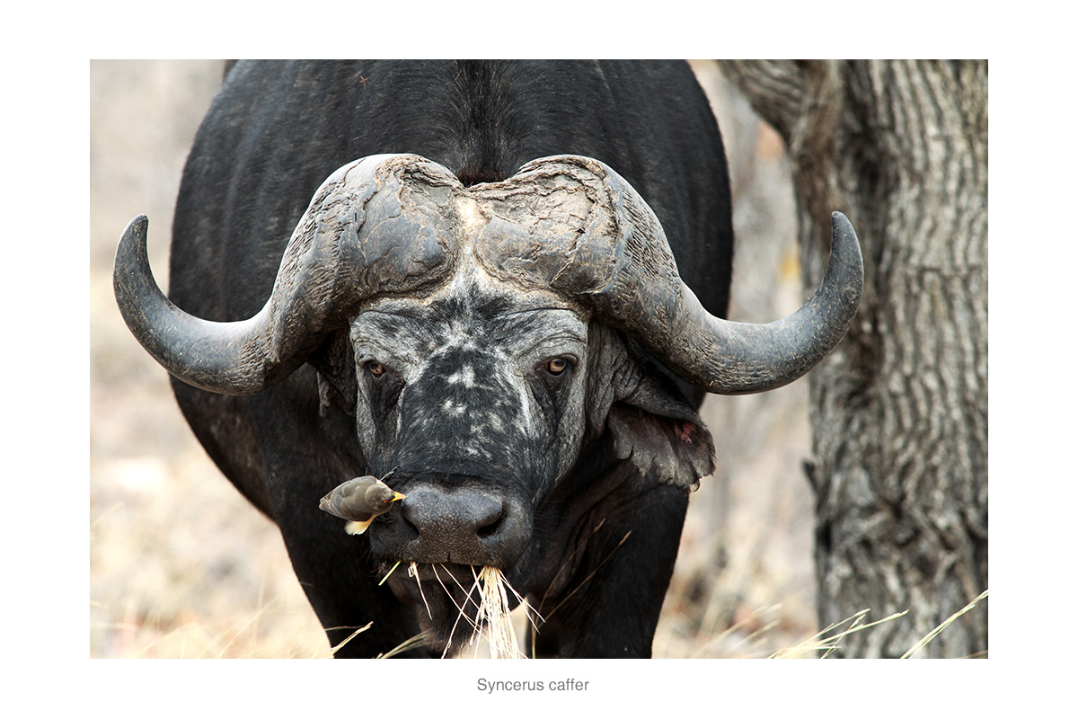 Buffalo Buffalo (bero)