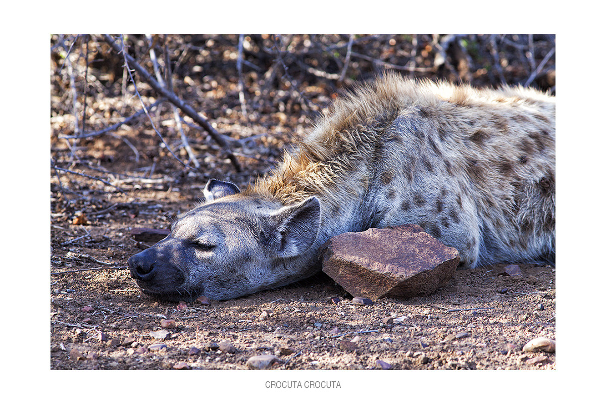 Crocuta crocuta