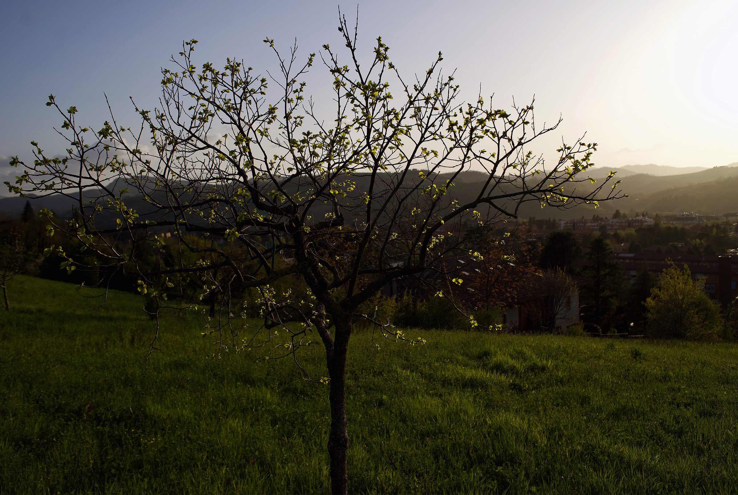 The light on the caco