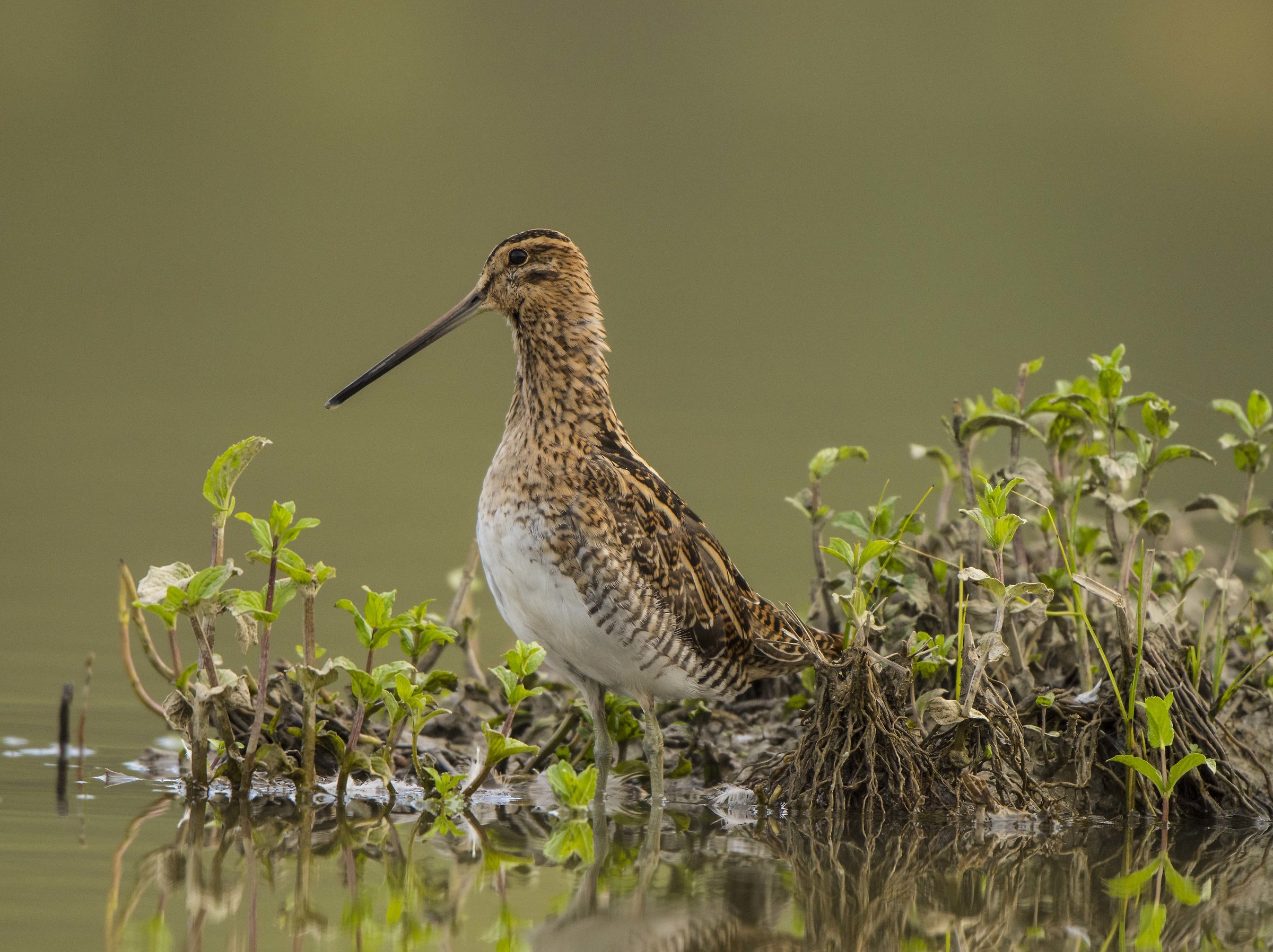 Snipe in Campotto.  FE