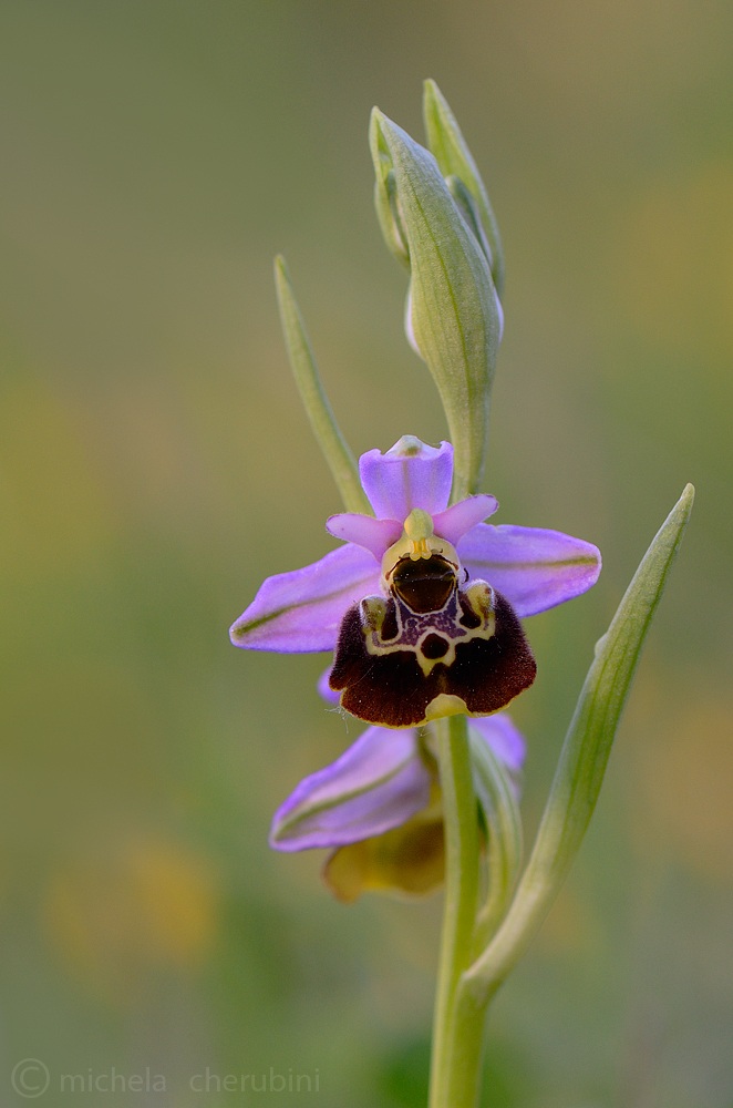 ophrys holosericea