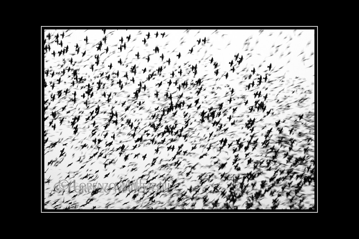 Cloud of starlings